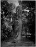 Brooklyn Museum: Collection of photographs by Alfred P. Maudslay, 1883-1890.