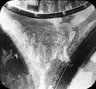 Brooklyn Museum: Visual materials [6.1.003]: 1903 survey expedition photographs.