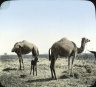 Brooklyn Museum: Visual materials [6.1.018]: Egypt.