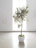 Wish Tree