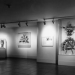 New Guinea Feather Headdresses (installation)