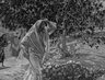 Brooklyn Museum: The Accursed Fig Tree (Le figuier maudit)