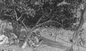 Brooklyn Museum: Nathaniel Under the Fig Tree (Nathanaël sous le figuier)