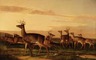 Brooklyn Museum: Startled Deer--A Prairie Scene