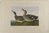 Gadwall Duck