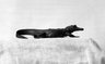 Brooklyn Museum: Crocodile