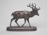 Stag Walking