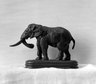 African Elephant