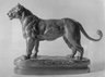 A Senegal Lioness