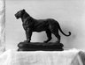 A Lioness Standing
