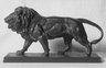 Lion Walking