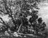Under the Trees
