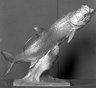 Brooklyn Museum: Silver King