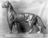 Brooklyn Museum: Puma