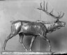 Brooklyn Museum: Elk
