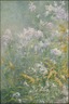 Meadow Flowers (Golden Rod and Wild Aster)