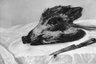 Head of a Wild Boar
