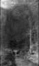 Forest Scene with Pool