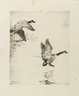 Geese Alighting
