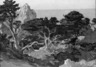 Misty Afternoon, Point Lobos