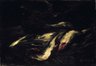 Brooklyn Museum: Fish