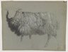 Study of a Ewe