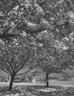 Brooklyn Botanic Garden