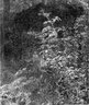Brooklyn Museum: Blackberry Bush