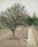 Apple Tree in Bloom (Pommier en fleurs)