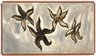 Starfish