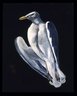 Gull