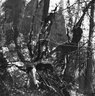 Trees Talk