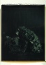 Man Ray Under Leaves