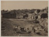 Group of Dogs