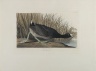 American Coot