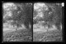 Ralph and Vista of Trees, near Bergen Van Wyck House (outside of Frame Lots), Flatlands, Brooklyn