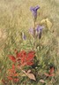 Brooklyn Museum: Fringed Gentians
