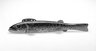 Fish Decoy, Trout