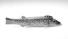 Fish Decoy, Trout