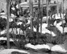 Winter Wood Scene