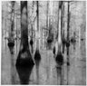 Bayou
