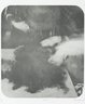Laudanum
