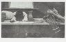 Laudanum