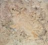 The Cotton-Tail Rabbit among Dry Grasses and Leaves