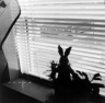 View from Window with Rabbit, Bayville, NJ