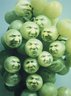 Sour Grapes