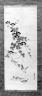 Morning Glories and Sparrows