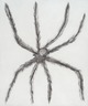 Hairy Spider