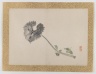 [Untitled] Single Leaf and Small Yellow Flowers)