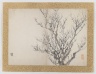 [Untitled] (Winter Trees)
